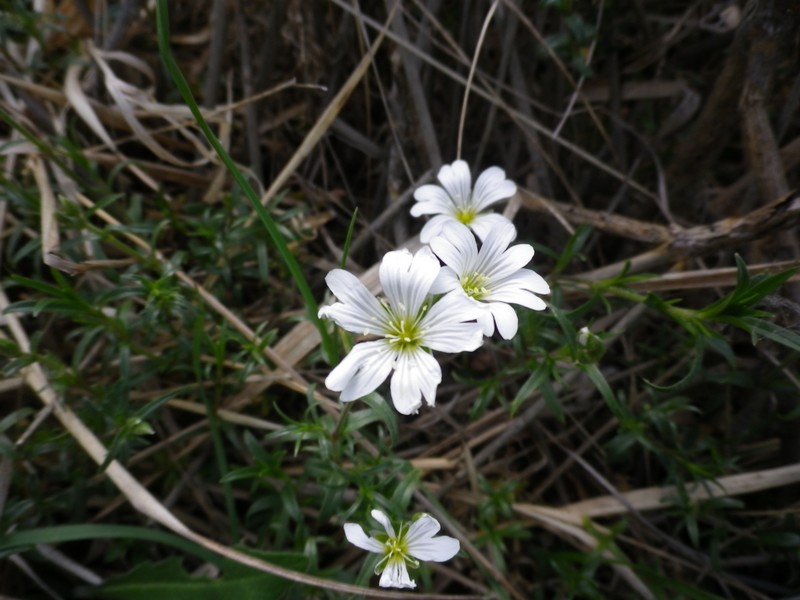 Cerastium arvense